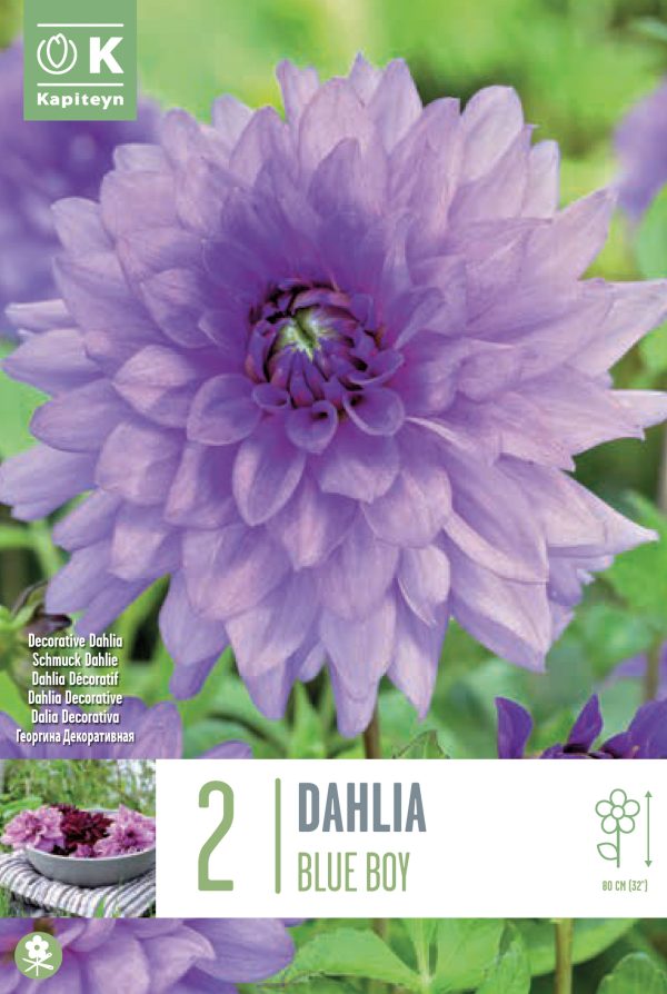 Daalia 'Blue Boy' 2tk