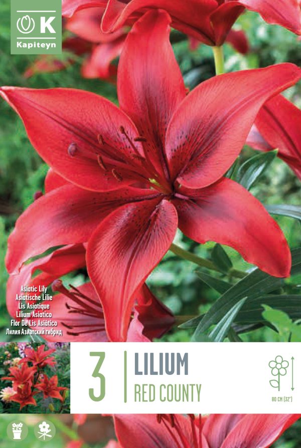 Liilia 'Red County' 3tk