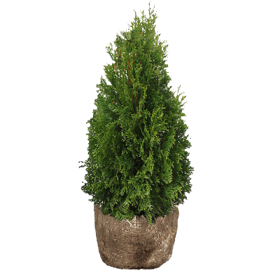 Harilik elupuu ‘Smaragd’ 80-100cm mullapalliga