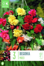 Begoonia rippuv ‘Cascade Mix’ 3tk