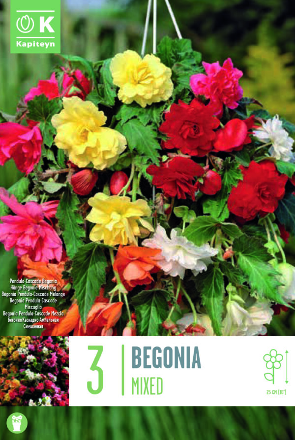 Begoonia rippuv 'Cascade Mix' 3tk