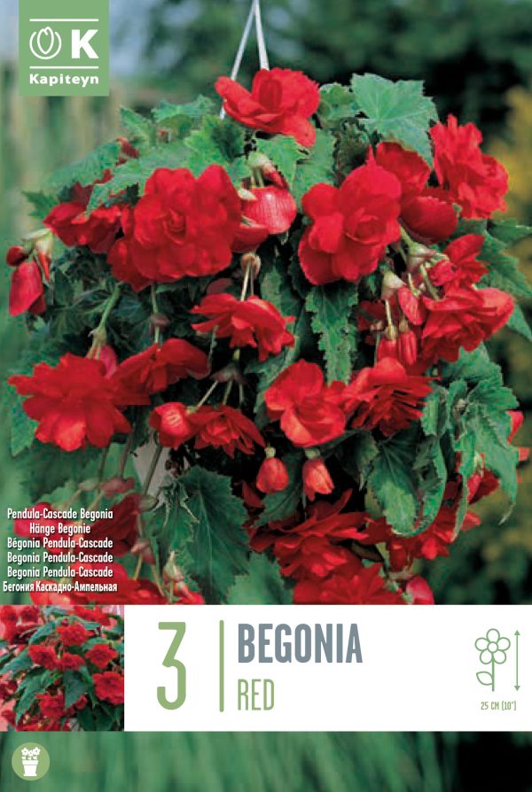 Begoonia rippuv 'Cascade Red' 3tk