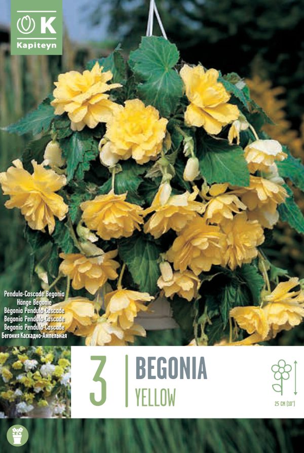 Begoonia rippuv 'Cascade Yellow' 3tk