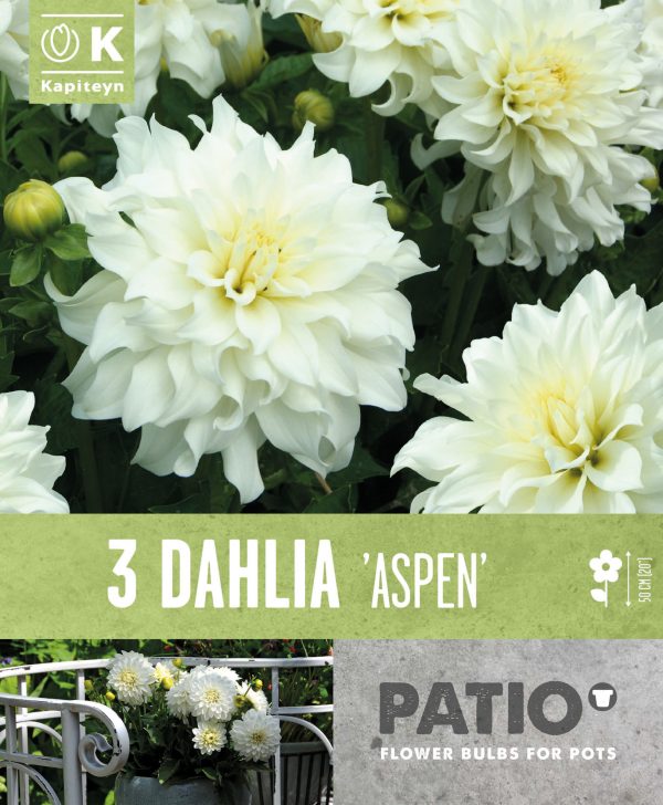 Daalia 'Aspen' 3tk