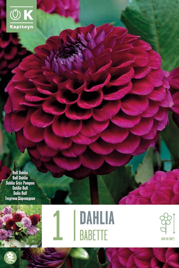 Daalia 'Babette'