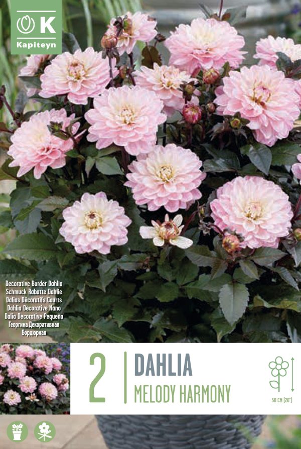 Daalia 'Melody Harmony'