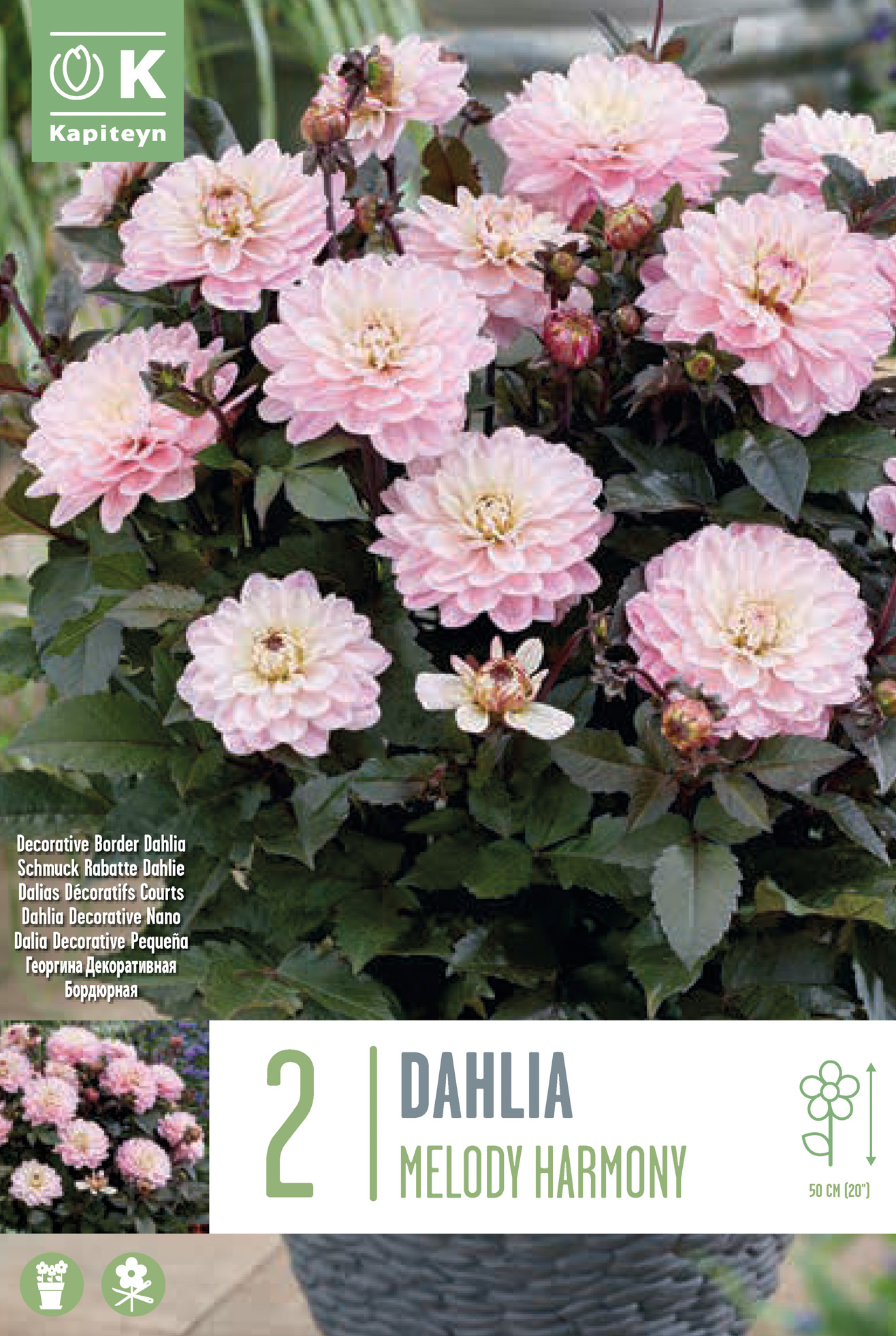 Daalia ‘Melody Harmony’