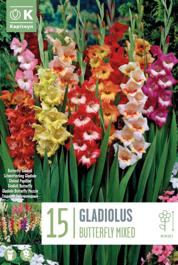 Gladiool 'Butterfly Mix' 15tk