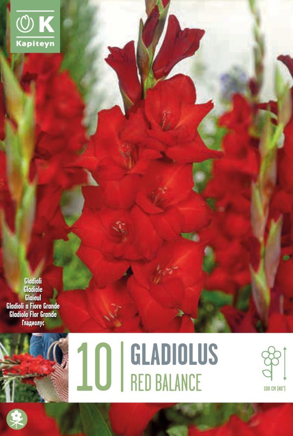 Gladiool 'Red Balance' 10tk