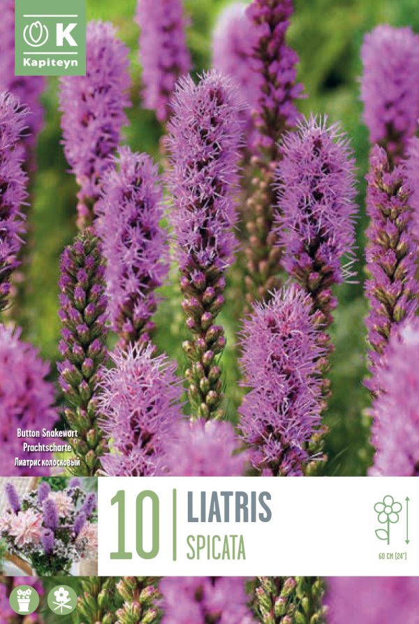 Tähkjas liatris