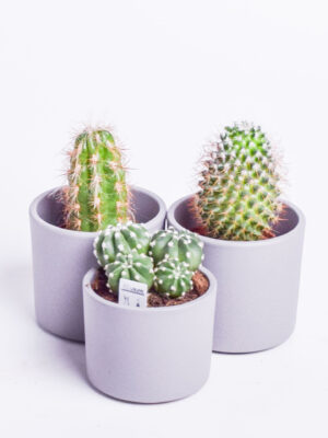 Kaktus P10,5 erinevad