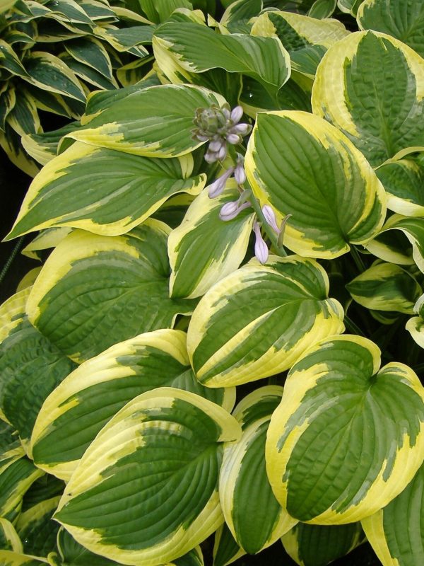 Hosta 'Wide Brim' C1,4 /Eestis kasvatatud