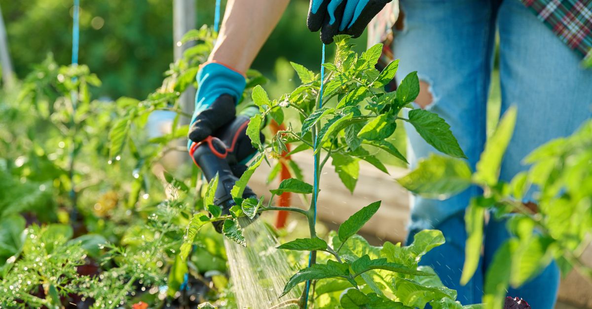 Tomatitaimede istutamine kasvuhoonesse ja nipid rõdul kasvatamiseks