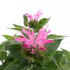 Monarda ‘Pink Frosting’ C1,4 /Eestis kasvatatud