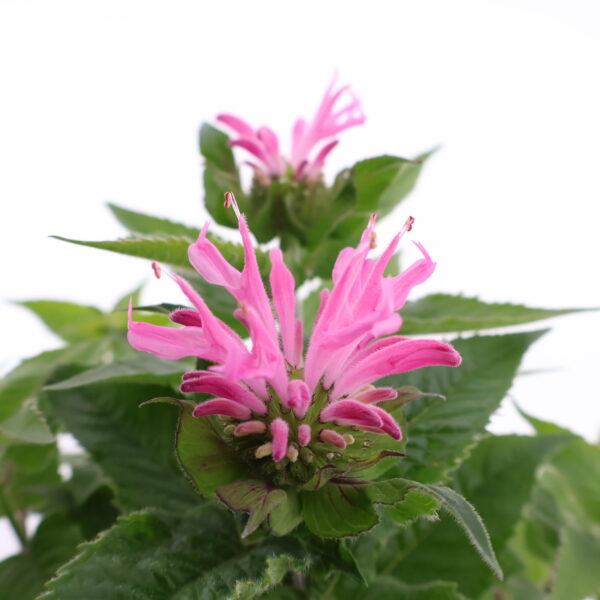 Monarda 'Pink Frosting' C1,4 /Eestis kasvatatud