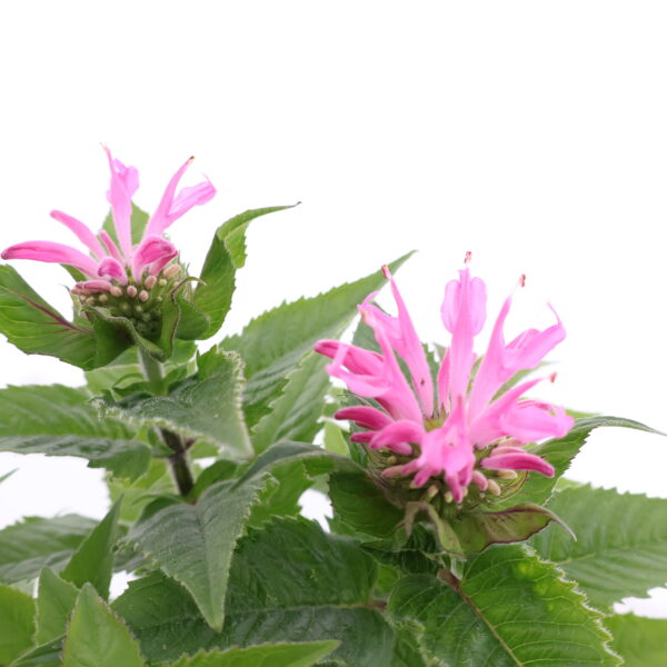 Monarda 'Pink Frosting' C1,4 /Eestis kasvatatud