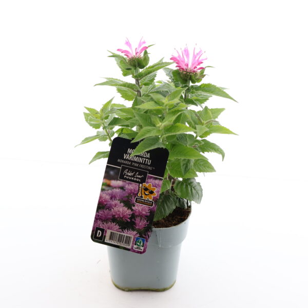 Monarda 'Pink Frosting' C1,4 /Eestis kasvatatud