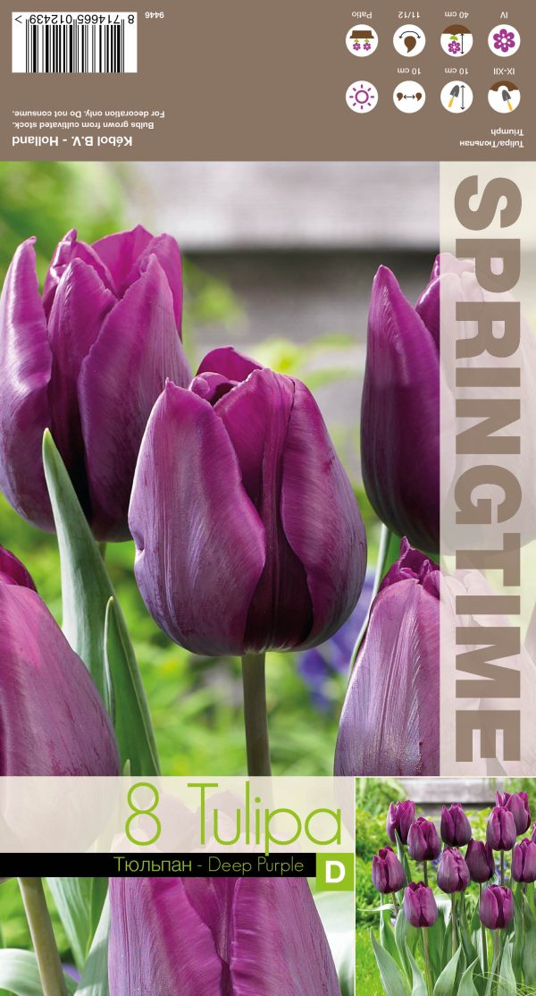 Tulp 'Deep Purple' 8tk