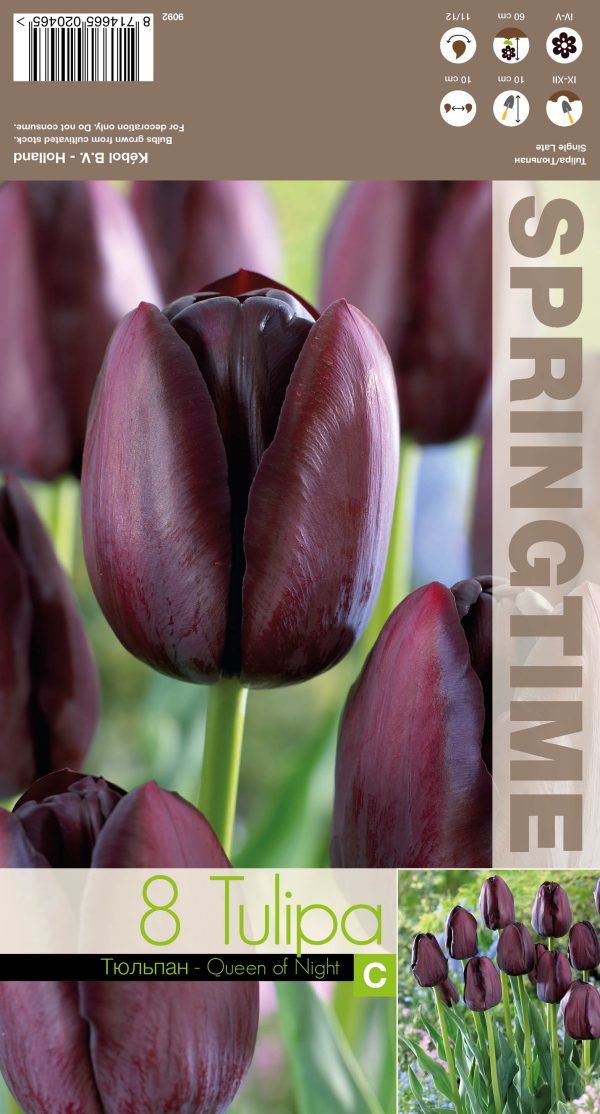 Tulp 'Queen of Night' 8tk