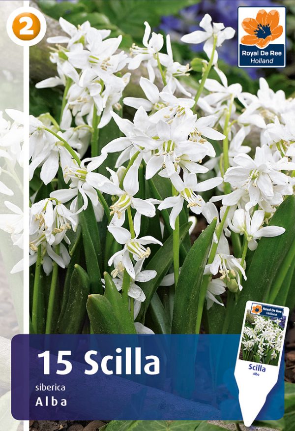 Harilik silla 'Alba' 15tk