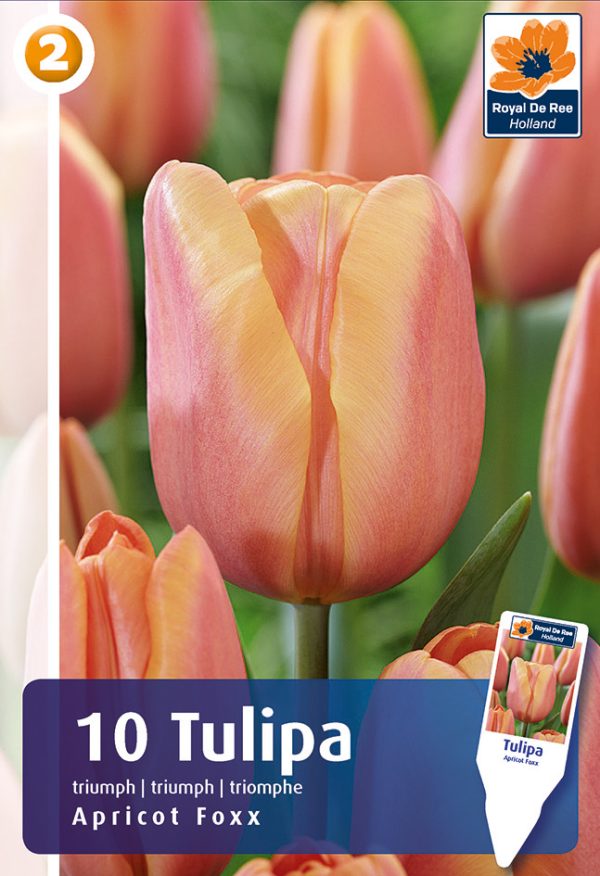 Tulp 'Apricot Foxx' 10tk