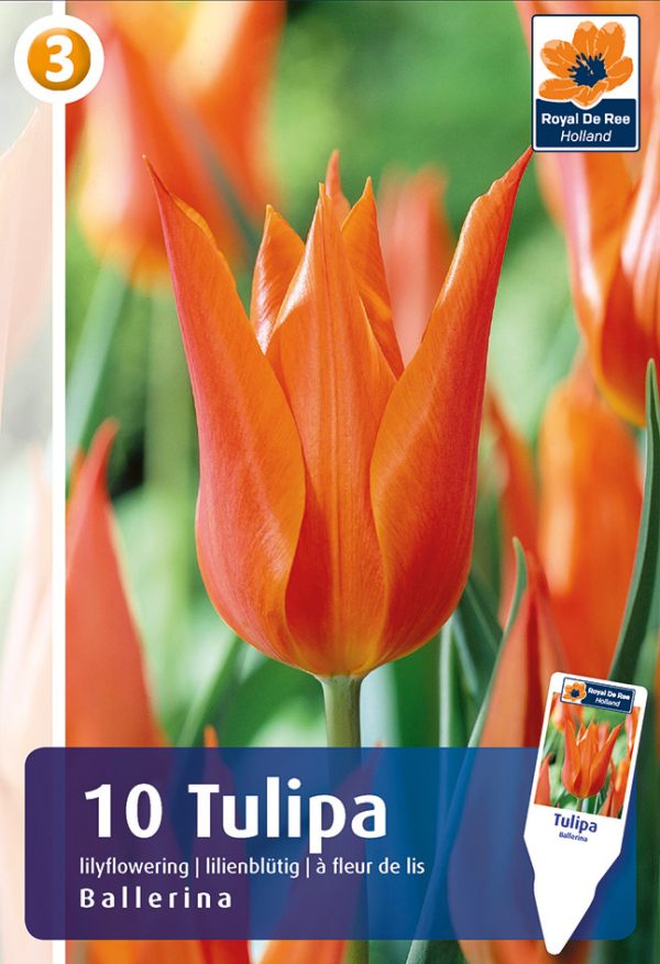 Tulp 'Ballerina' 10tk