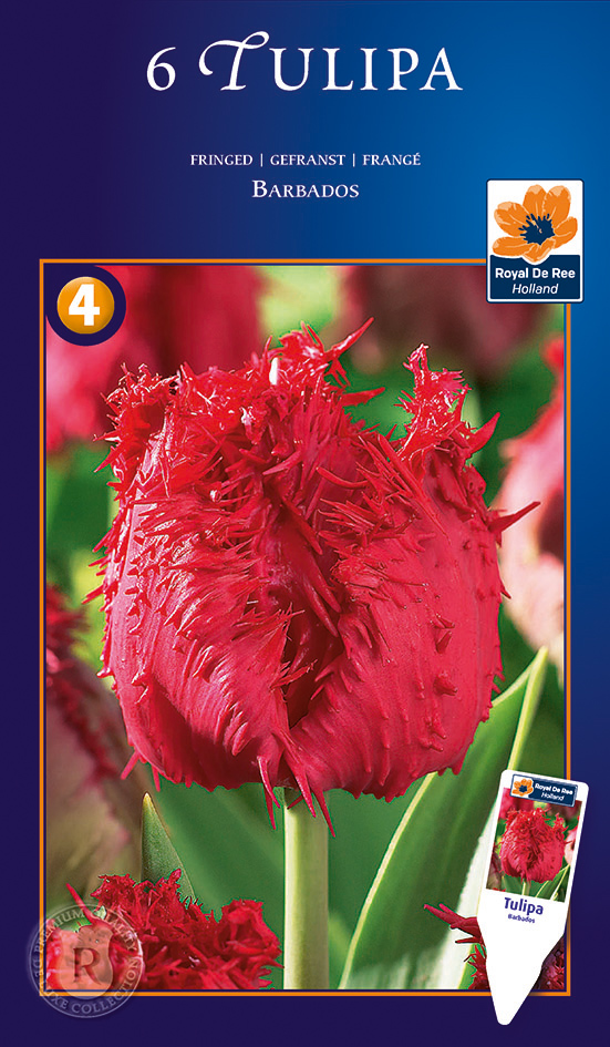 Tulp ‘Barbados’ 6tk