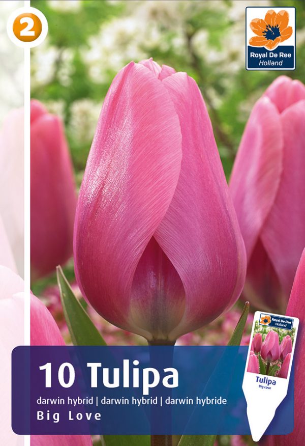 Tulp 'Big Love' 10tk