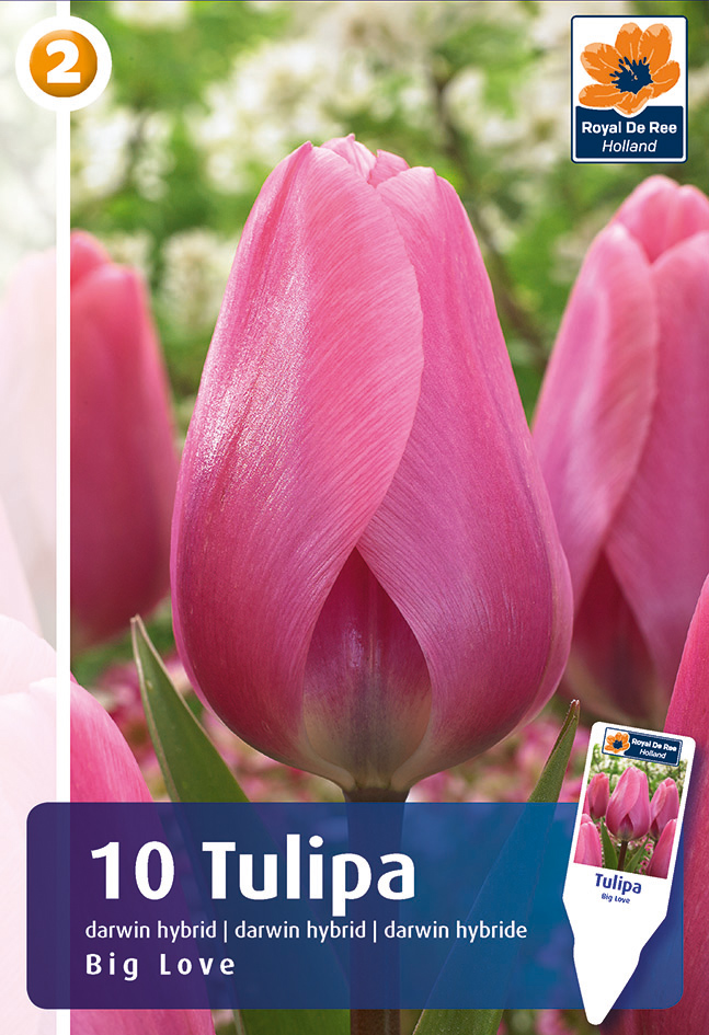 Tulp ‘Big Love’ 10tk