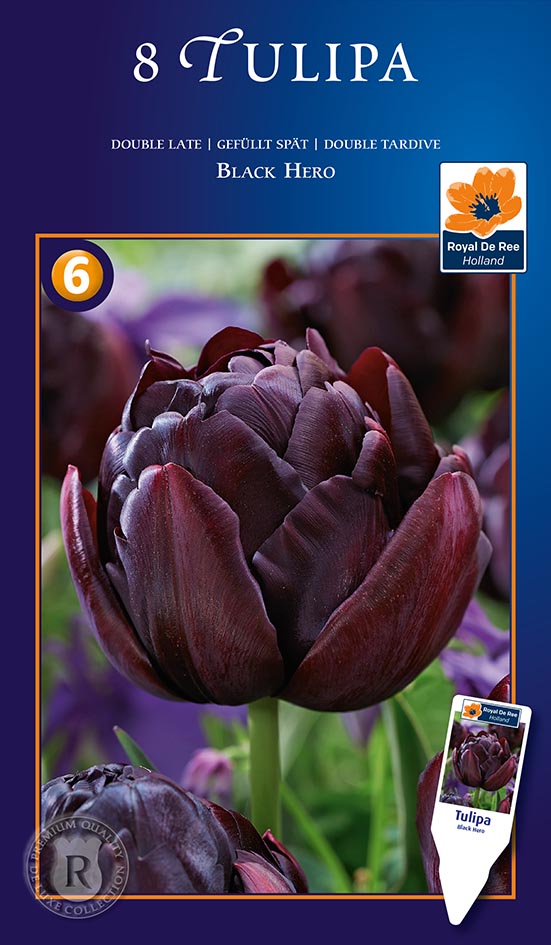 Tulp ‘Black Hero’ 8tk/pakis