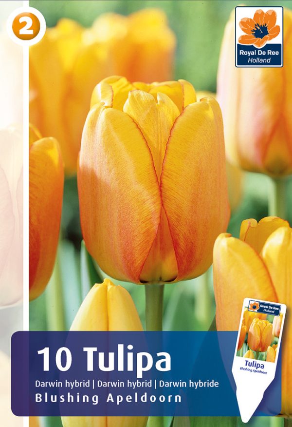 Tulp 'Blushing Apeldoorn' 10tk