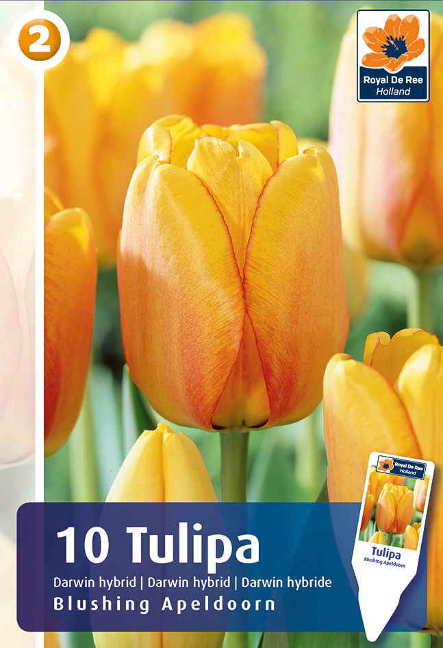 Tulp ‘Blushing Apeldoorn’ 10tk