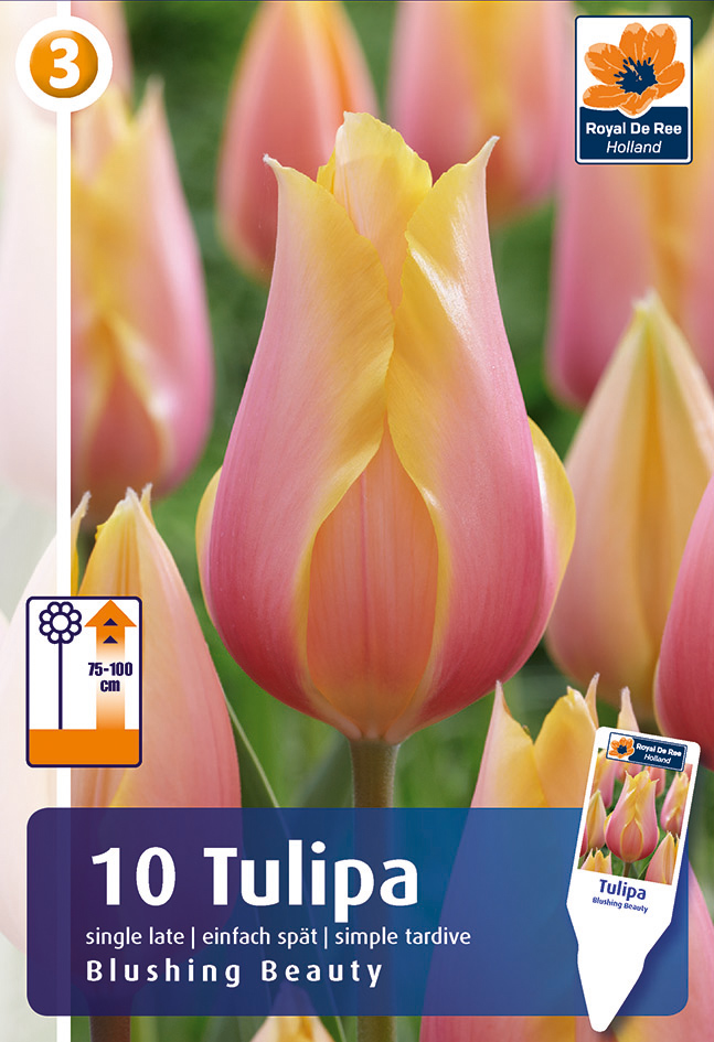 Tulp ‘Blushing Beauty’ 10tk