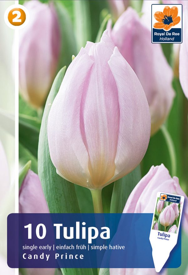 Tulp 'Candy Prince' 10tk