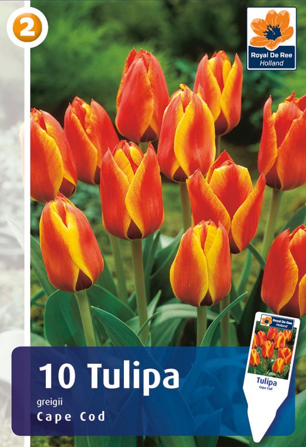 Greigi tulp 'Cape Cod' 10tk