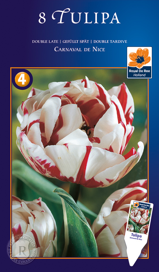 Tulp ‘Carnaval De Nice’ 8tk