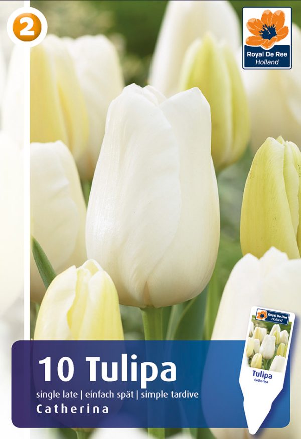 Tulp 'Catherina' 10tk