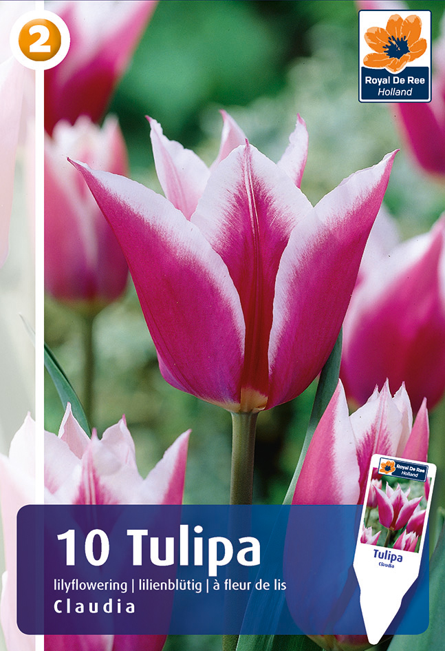 Tulp ‘Claudia’ 10tk