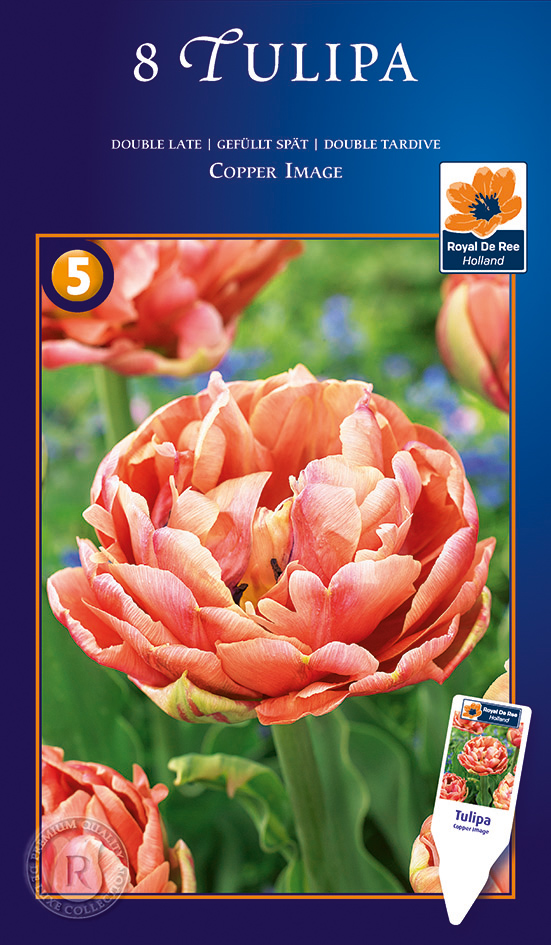 Tulp ‘Copper Image’ 8tk