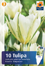 Fosteri tulp ‘Exotic Emperor’ 10tk