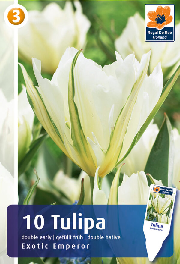 Fosteri tulp 'Exotic Emperor' 10tk