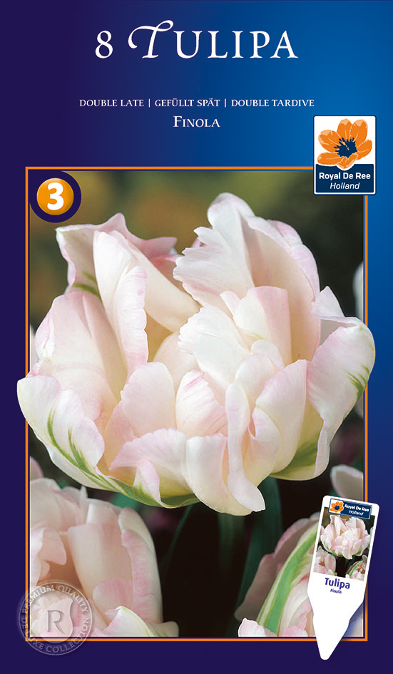 Tulp ‘Finola’ 8tk/pk