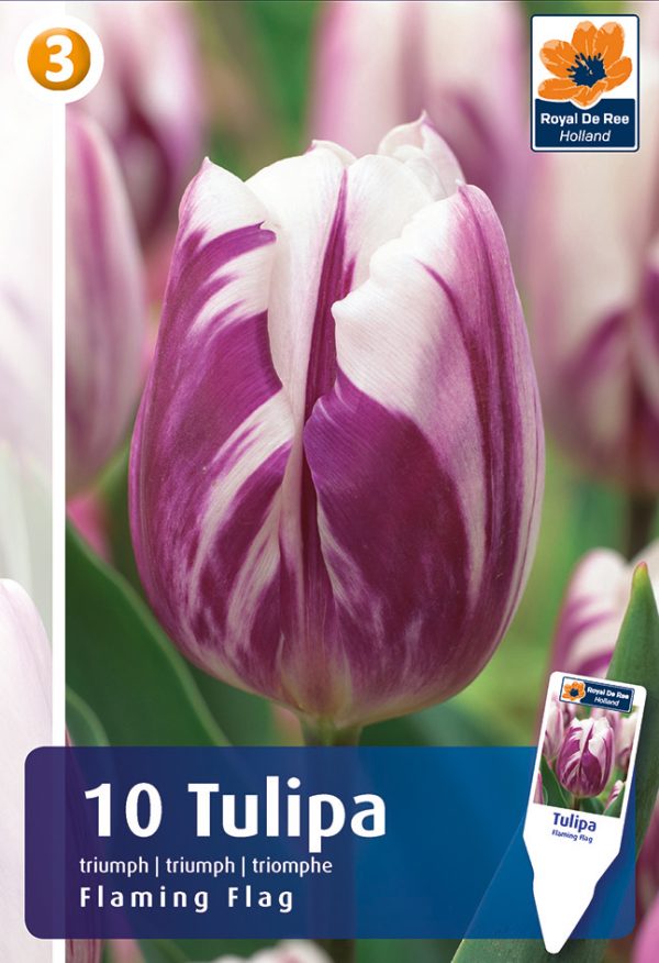 Tulp 'Flaming Flag' 10tk/pk