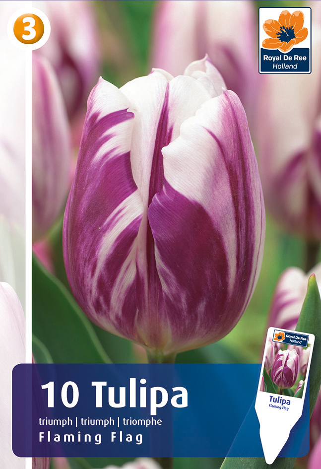 Tulp ‘Flaming Flag’ 10tk/pk