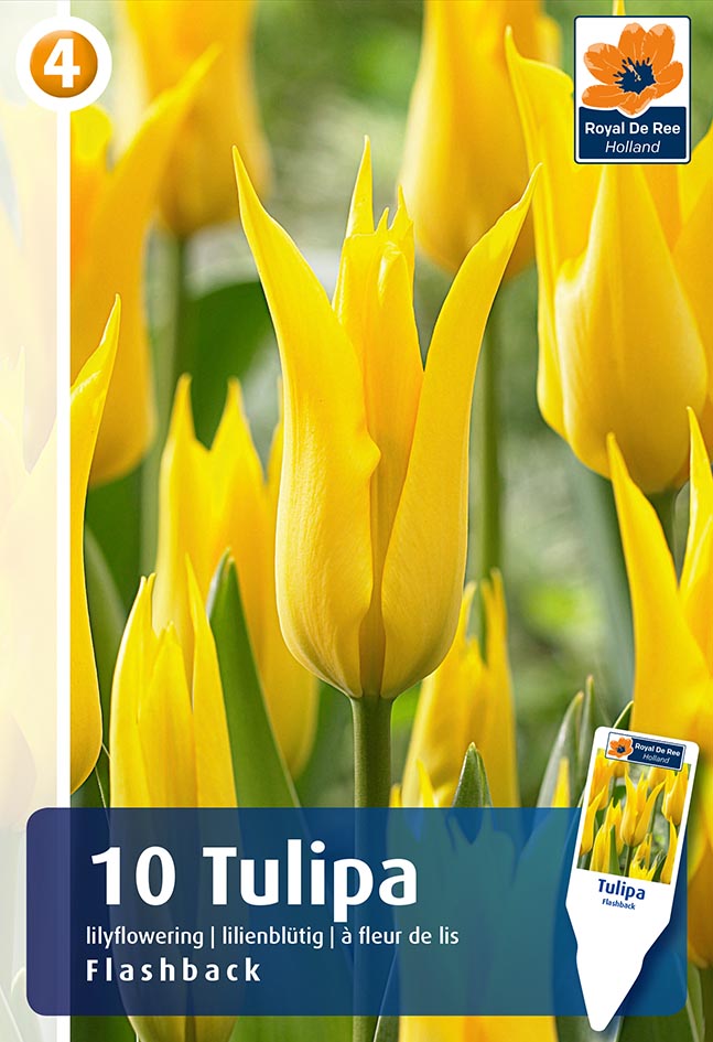 Tulp ‘Flashback’ 10tk