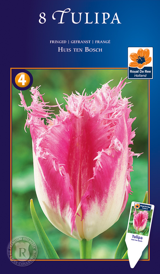 Tulp ‘Huis Ten Bosch’ 8tk