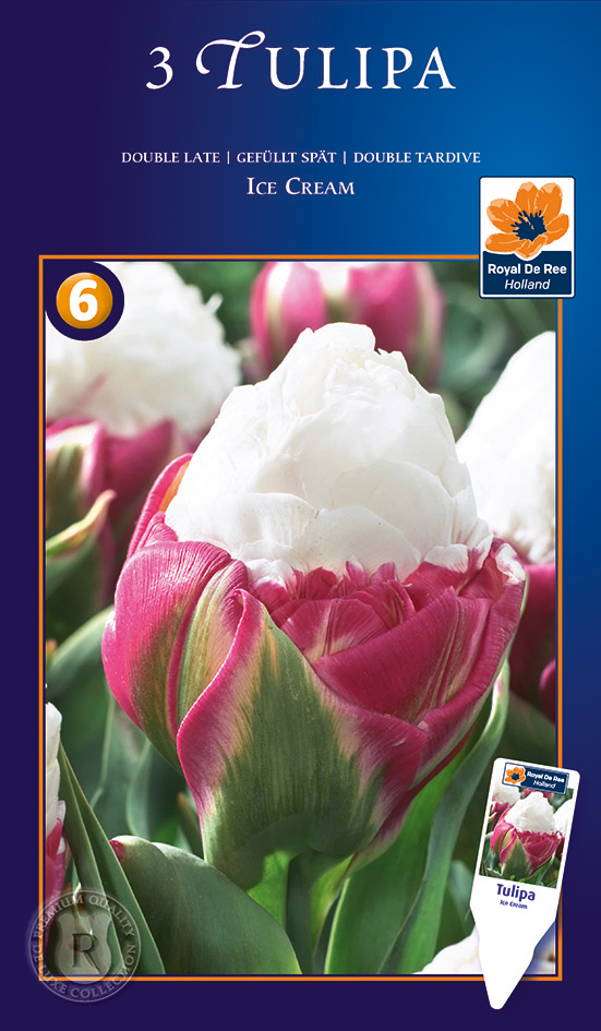 Tulp ‘Ice Cream’ 3tk