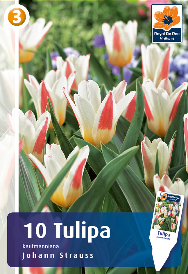 Kaufmanni tulp ‘Johann Strauss’ 10tk/pakis