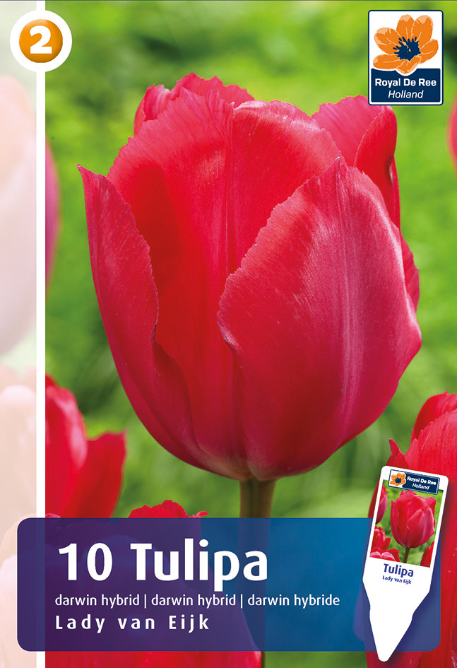 Tulp ‘Lady Van Eijk’ 10tk