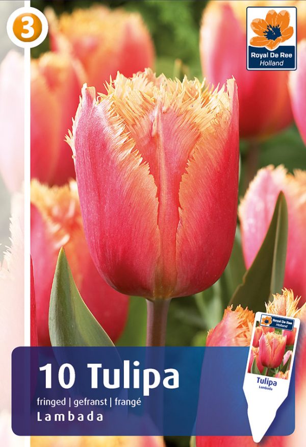 Tulp 'Lambada' 10tk